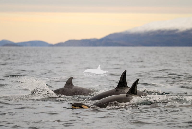 Un grupo de orcas nadan juntas cerca de la superficie del océano, con montañas distantes y cielos nublados al fondo.