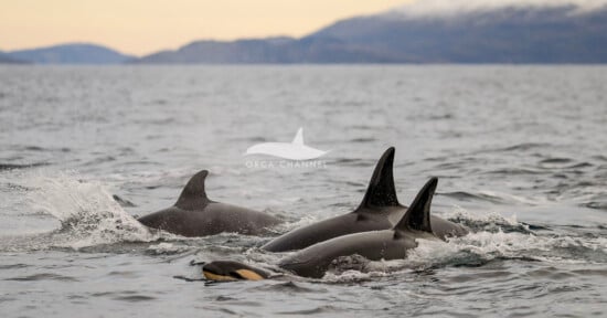 Three orcas swim together near the ocean surface, their dorsal fins visible above the water. Distant mountains and a cloudy sky are in the background. The image features a watermark with the text "Orca Channel.