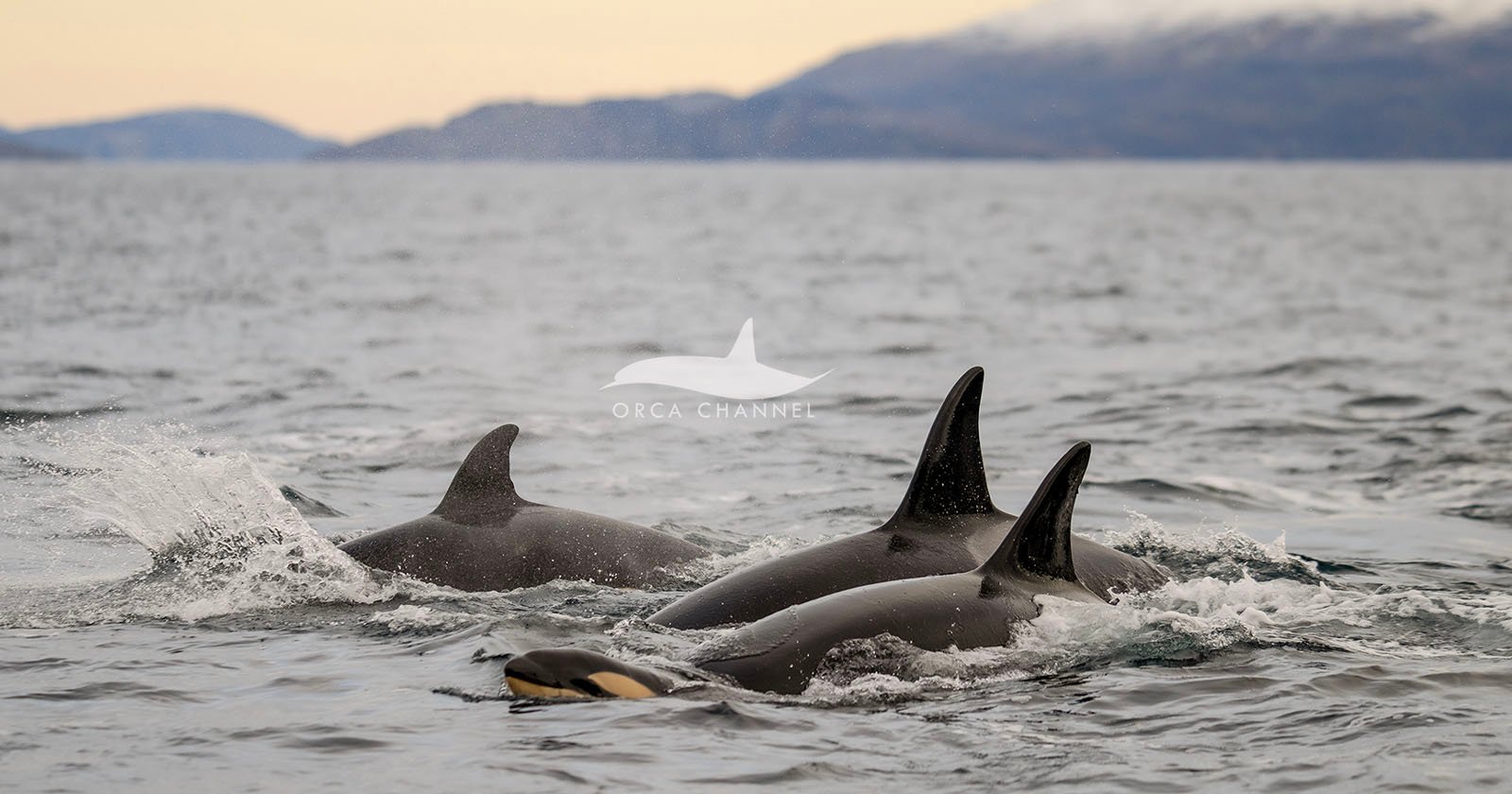 Three orcas swim together near the ocean surface, their dorsal fins visible above the water. Distant mountains and a cloudy sky are in the background. The image features a watermark with the text "Orca Channel.