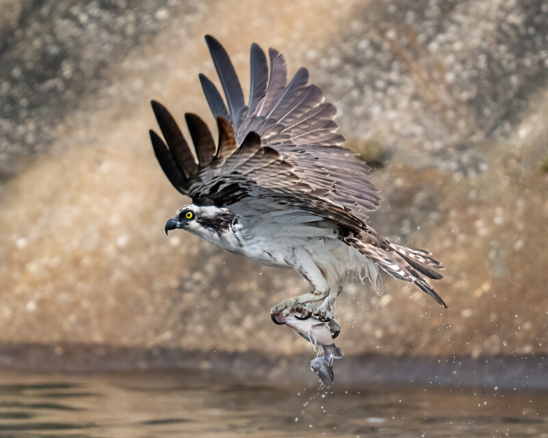 An osprey with outstretched wings soars above water, clutching a fish in its talons. Water droplets trail from the bird as it rises, with a blurred rocky background behind it.