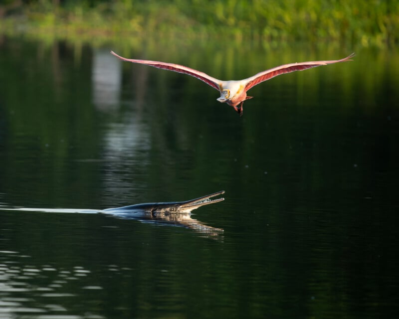 A roseate spoonbill flies low above calm water as an alligator swims below, its head and open mouth visible, with green foliage in the background.