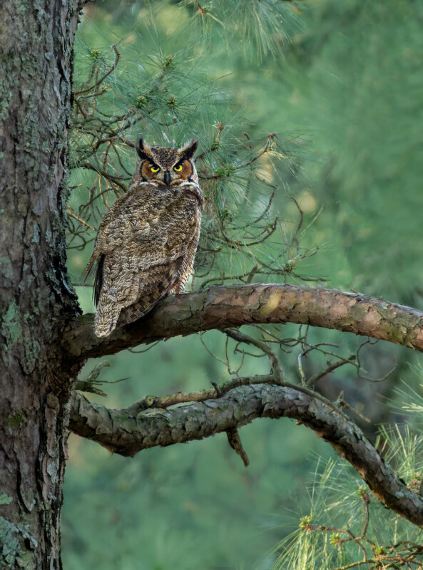 A great horned owl with bright yellow eyes is perched on a curved tree branch, blending into the tree’s textured bark and surrounded by green pine needles.