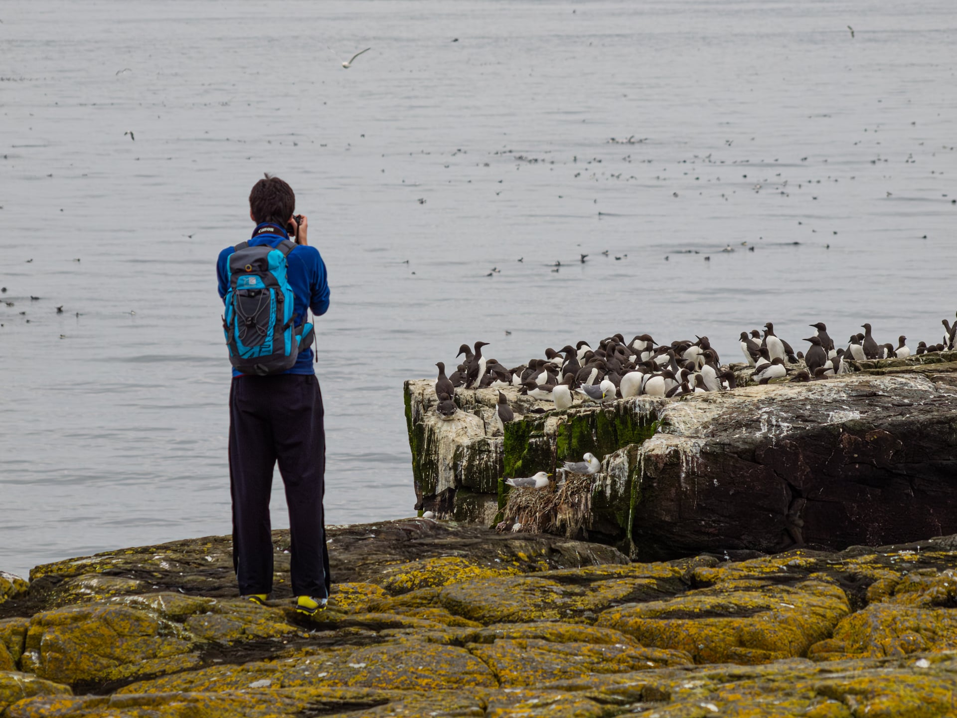 Un hombre que llevaba una mochila azul capturó una fotografía de una gran bandada de aves marinas posadas sobre rocas cubiertas de musgo junto al mar bajo un cielo nublado.