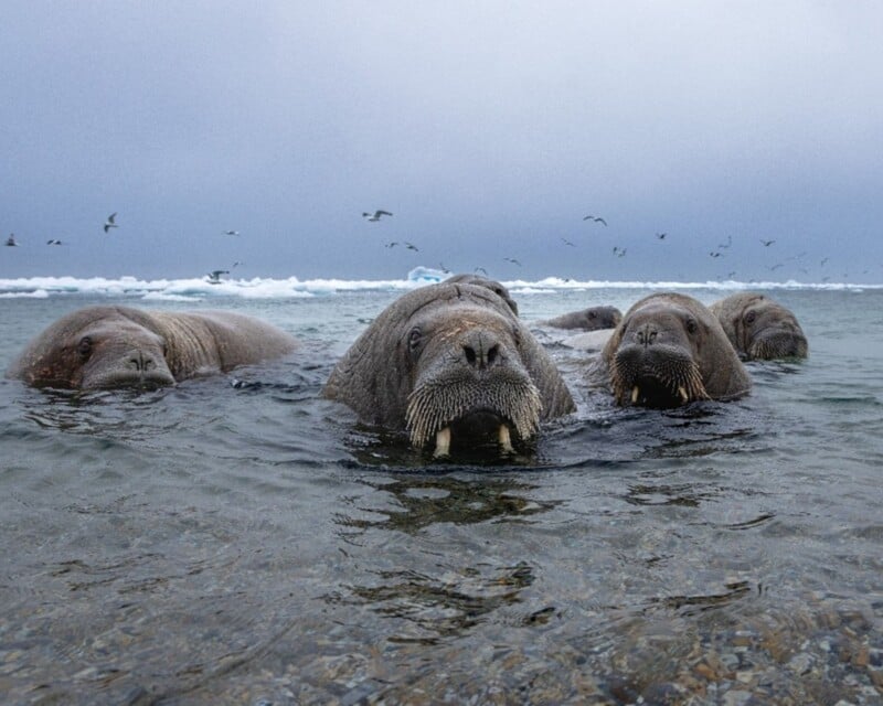 A group of walruses in water.