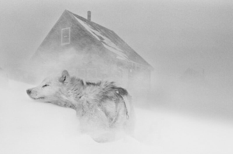 A dog with a thick fur coat leans against a snowbank in a snowstorm, with a rustic house barely visible in the snowy, foggy background.