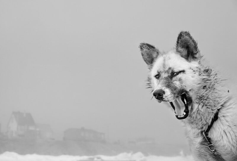 A muddy dog with perked ears stands in the foreground, mouth open as if yawning or barking, with a misty landscape and blurred houses in the background. The image is in black and white.