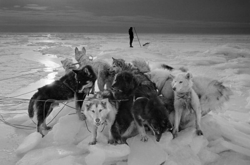 A group of sled dogs stands together on ice and snow, harnessed and alert, while a distant person pulls a sled in the snowy, icy landscape under a cloudy sky.