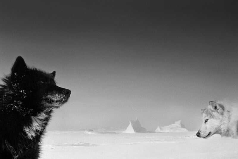 Two wolves stand apart on a snowy landscape with icebergs in the background; one dark-furred wolf is on the left in profile, and a lighter-furred wolf faces it from the right. The sky appears cloudy and dramatic.