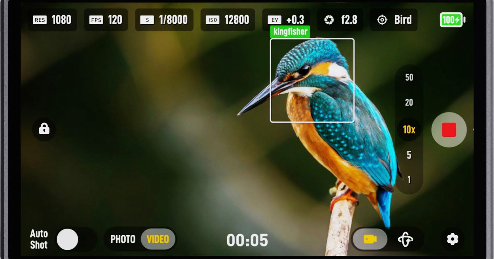 La interfaz de la cámara digital muestra un vibrante martín pescador posado en la rama de un árbol, con enfoque, zoom y configuraciones de la cámara que incluyen resolución, velocidad de fotogramas, ISO y apertura visibles.