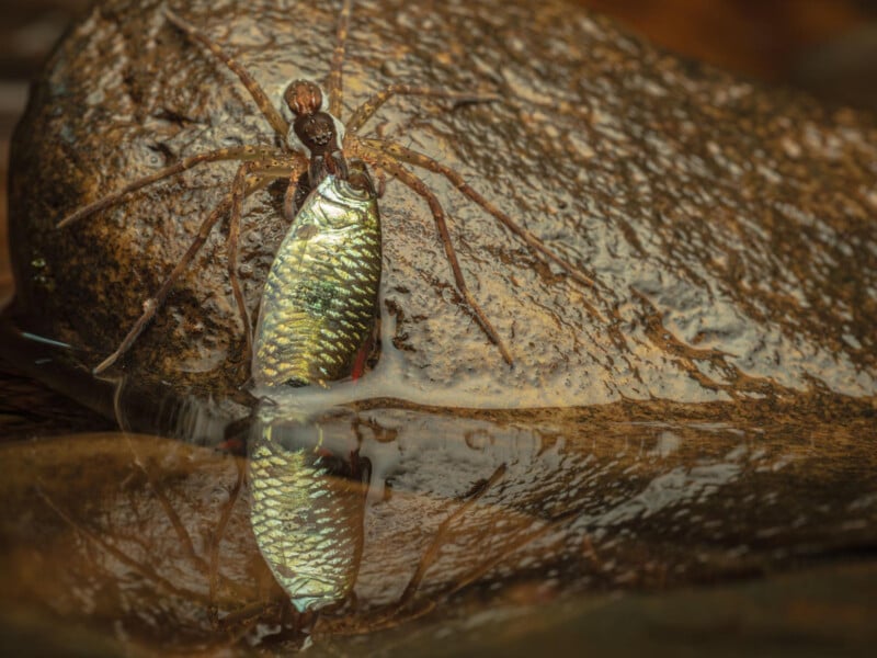 Una gran araña marrón se aferraba a las rocas mojadas a la orilla del agua, sosteniendo un pez plateado brillante en sus patas. Las escamas del pez brillaron y se reflejaron en el agua.