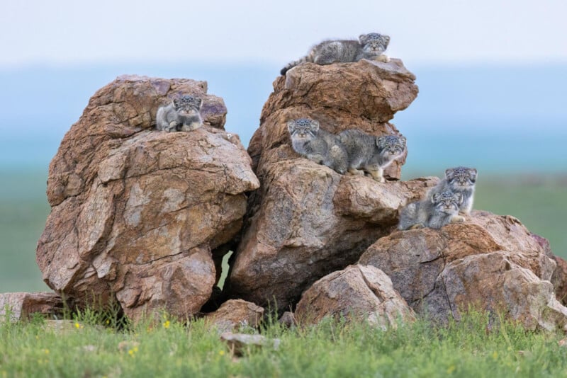 Cinco gatos Pallas descansan sobre una roca marrón grande y escarpada, rodeados de hierba verde y con un telón de fondo de cielo azul suave y paisaje abierto.