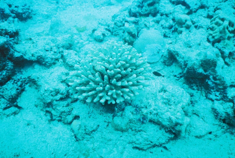 A single light-colored coral sits on a sandy ocean floor surrounded by rocks and scattered coral pieces, all beneath clear blue water.
