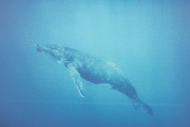 A single humpback whale swims gracefully underwater in a blue ocean, surrounded by soft light and gentle ripples.