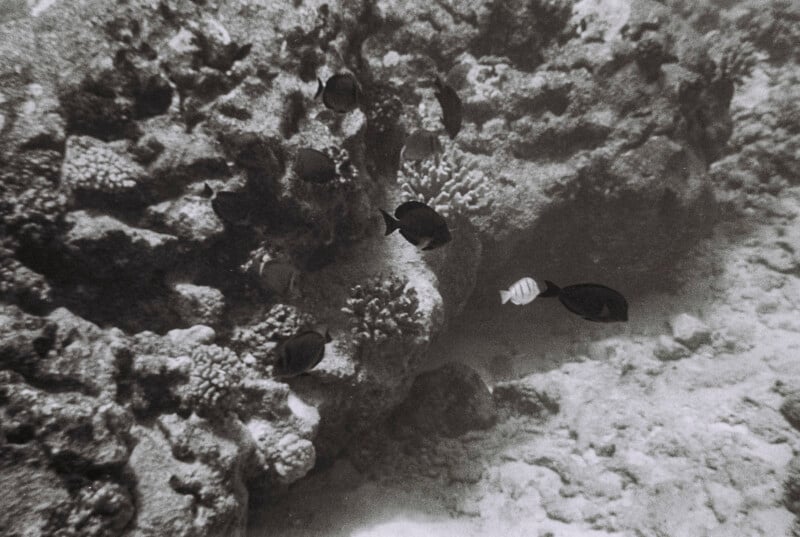 Black and white underwater photo showing several fish swimming near a coral reef, with rocks and coral structures visible in the background.