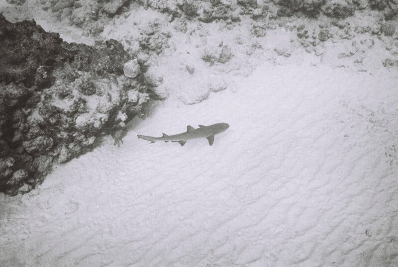 A lone shark swims near a rocky coral formation on a sandy ocean floor, viewed from above in a monochrome underwater scene.