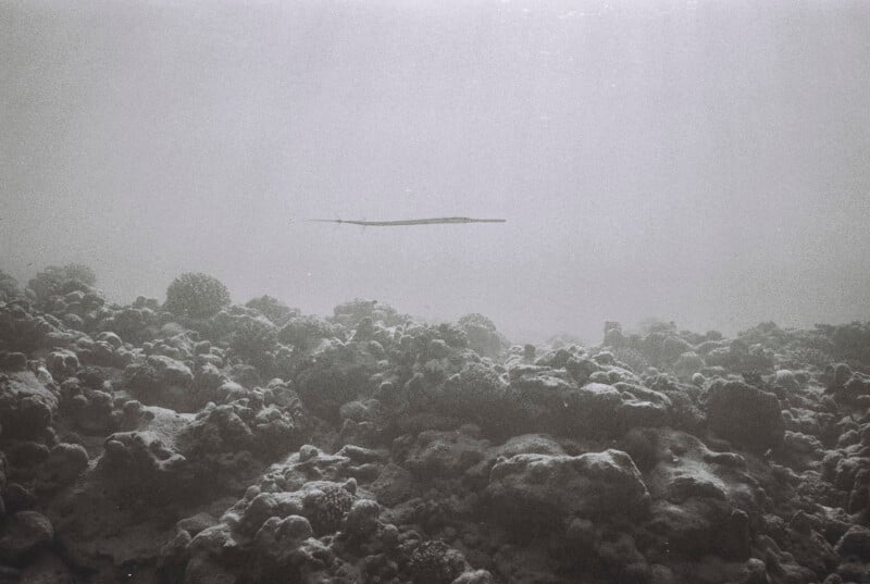 A thin, long fish swims above a rocky, coral-covered ocean floor in hazy, sunlit water. The underwater scene is in black and white, giving it a calm and mysterious atmosphere.