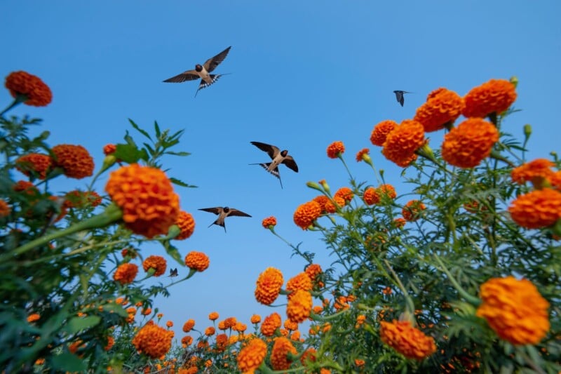 Orange marigold flowers bloom under a clear blue sky as several swallows fly above, captured from a low angle looking up through the vibrant blossoms.