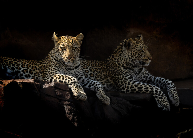 Two leopards with spotted coats lie side by side on dark rocks. One looks directly at the camera while the other gazes to the right. The background is mostly dark, highlighting the cats.