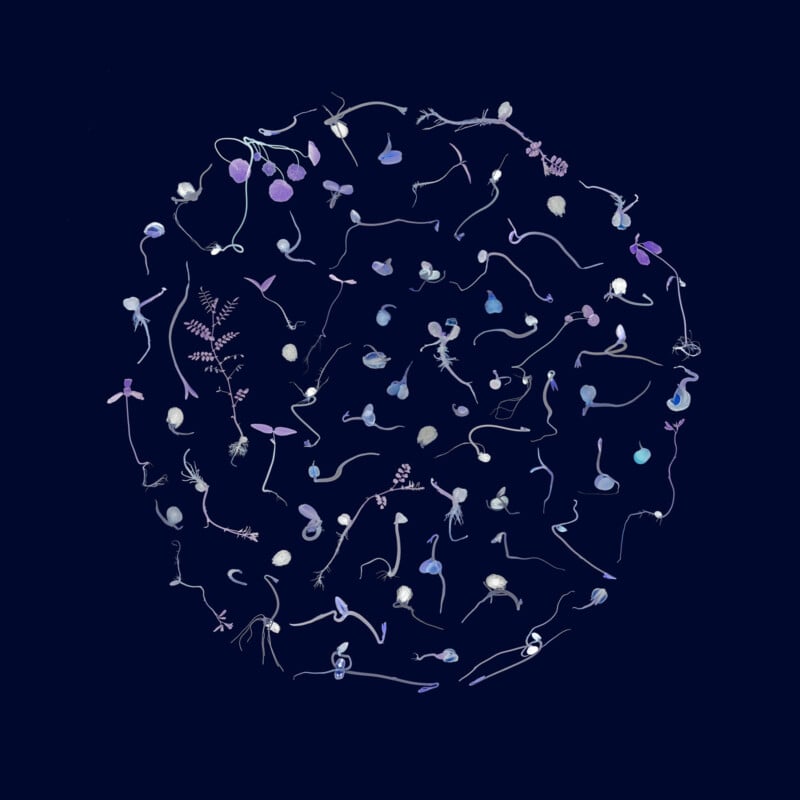 A circular arrangement of various small plant seedlings and sprouts with thin stems and leaves, displayed on a dark blue background. The plants are spaced apart, showing diverse shapes and subtle shades of purple and blue.