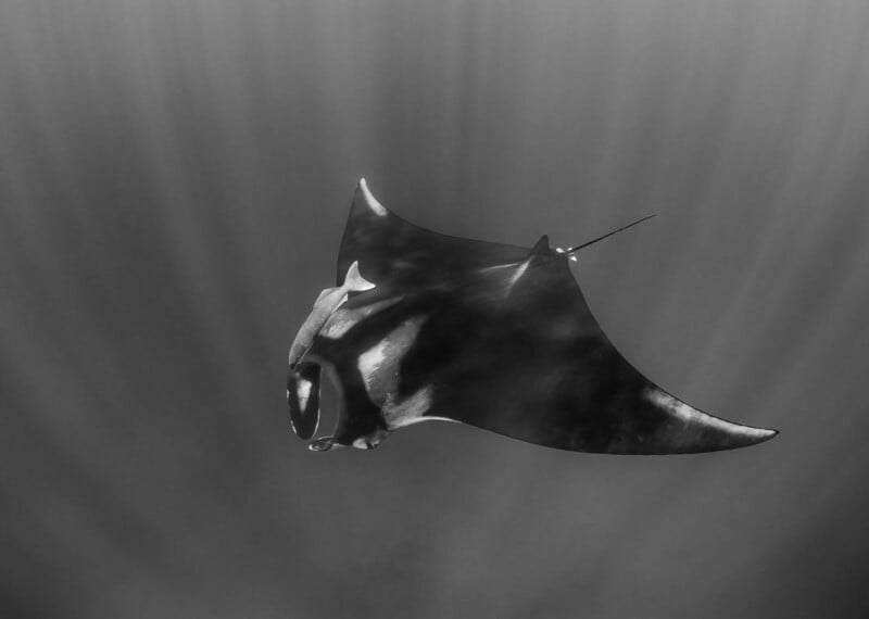 A black and white underwater photo of a manta ray gliding gracefully through the water, surrounded by soft rays of light filtering from above.
