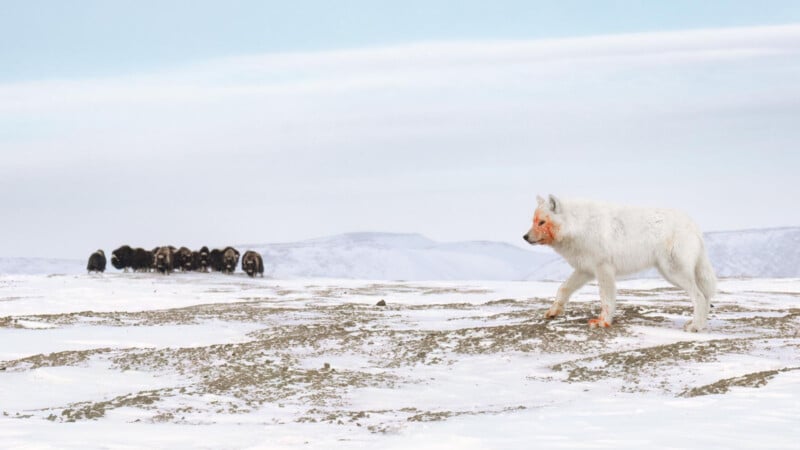 Un lobo ártico blanco con el rostro ensangrentado camina sobre la nieve, mientras una manada de bueyes almizcleros oscuros se alza al fondo. Colinas cubiertas de nieve y cielos pálidos completan la escena invernal.