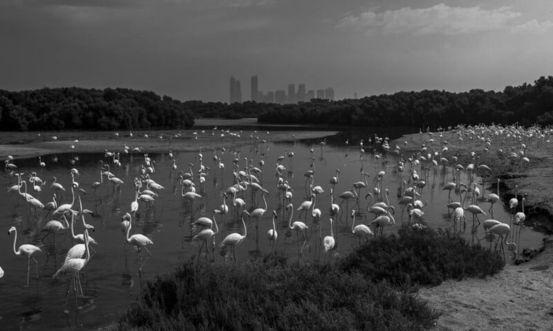 Una gran bandada de flamencos se para y camina en una laguna de humedal, con frondosos árboles al fondo y el horizonte de la ciudad a lo lejos bajo un cielo nublado. La escena es en blanco y negro.