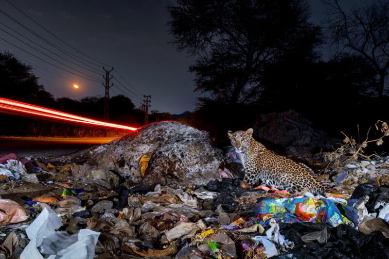 Un leopardo se sienta en un montón de basura cerca de una carretera por la noche, iluminado por las luces de los automóviles y una luna llena en el cielo, rodeado de árboles y líneas eléctricas.