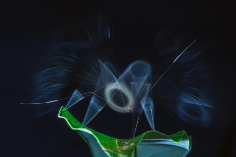 Un grillo translúcido se posa sobre hojas verdes sobre un fondo oscuro, con un desenfoque de movimiento que resalta sus alas y antenas, creando un efecto etéreo y fantasmal.