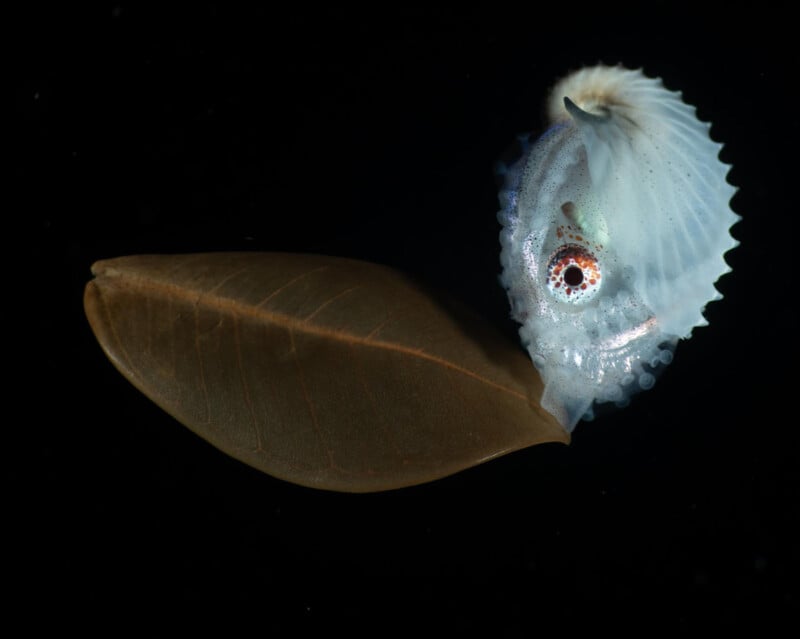Un nautilo de papel juvenil se aferra a una hoja marrón sobre un fondo negro, su caparazón en espiral translúcido y sus grandes ojos claramente visibles.