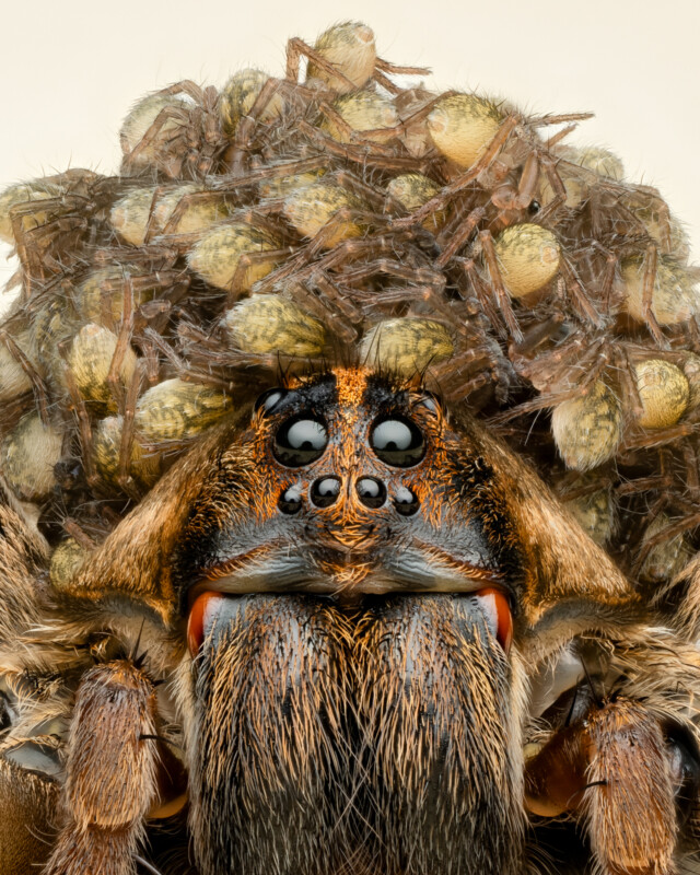 Close-up of a wolf spider’s face, showing detailed eyes, fangs, and hairy body, with many tiny spiderlings clinging to its back. The background is plain and bright, highlighting the textures of the spider and its young.