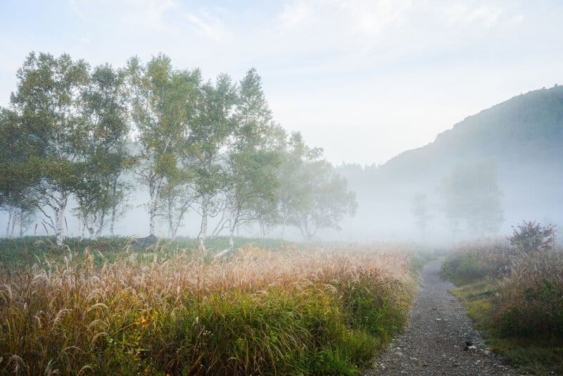 A misty landscape with tall grass, a dirt path, and a row of leafy trees. Fog partially obscures the trees and distant hillside under a pale, lightly clouded sky.