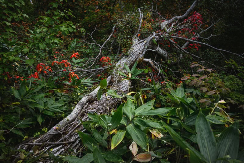 A fallen tree with weathered bark lies among dense green foliage and plants, accented by clusters of bright red leaves, creating a contrast of colors in a forest setting.