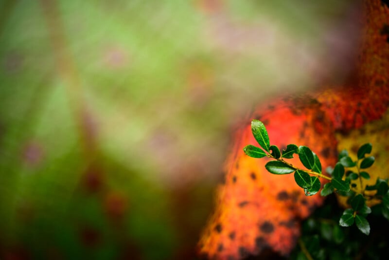 A small green plant with glossy leaves is in sharp focus against a blurred background of red, orange, and green hues, creating a vivid, abstract effect.