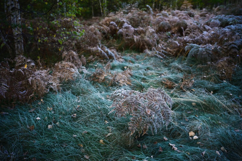 Frost-covered ferns and grass in a forest clearing, with some fallen leaves scattered on the ground and green trees visible in the background.