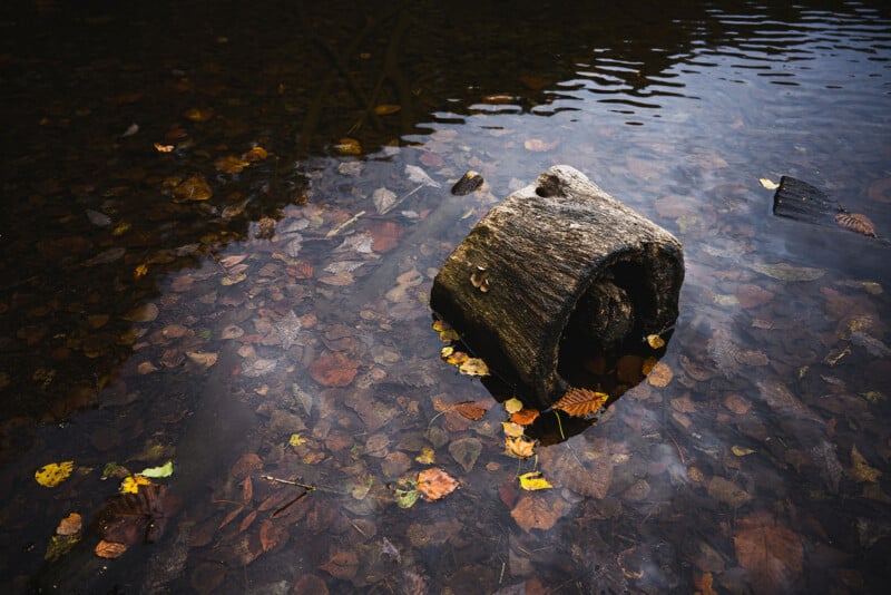 A hollow, weathered log sits partially submerged in clear water, surrounded by fallen autumn leaves scattered both in the water and on the log’s surface. The water is calm and reflective.