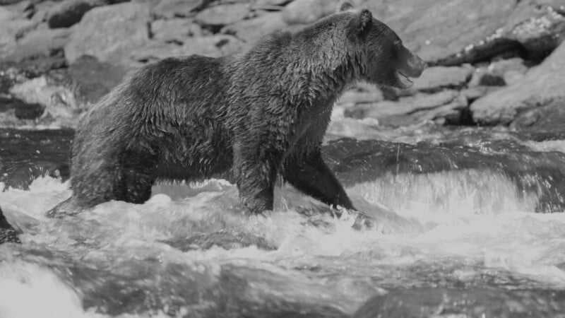 A large bear walks through a shallow, rocky river with water splashing around its legs. The background shows rocks along the riverbank. The image is in black and white.