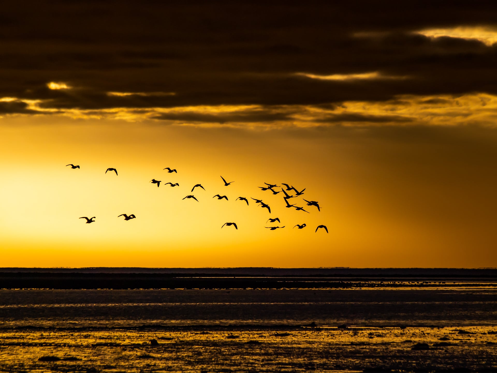 Al atardecer, una bandada de pájaros vuela sobre el agua, con nubes oscuras en el cielo dorado y un mar en calma debajo.