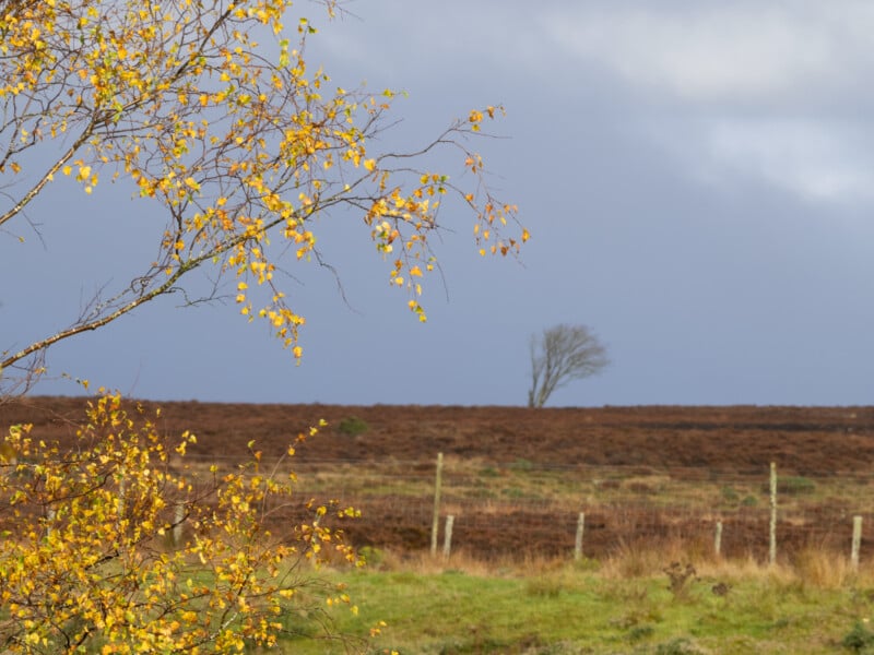 En primer plano hay un árbol con hojas amarillas de otoño, mientras que a lo lejos, un árbol desnudo se alza solo bajo un cielo nublado, al otro lado de un campo marrón. El alambre de púas se extiende a lo largo de los campos.