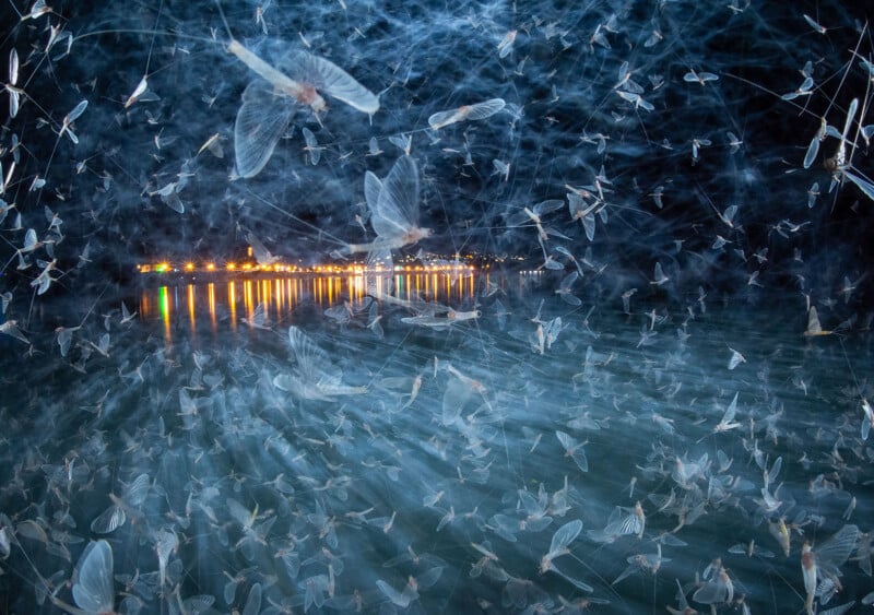 A swarm of mayflies illuminated at night hovers above a dark body of water, with city lights reflecting in the background across the horizon.
