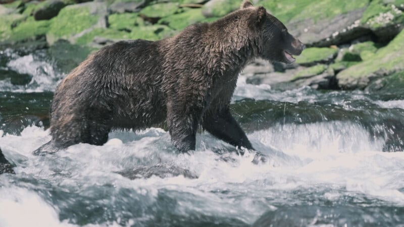 A brown bear stands in a flowing river with white rapids, surrounded by moss-covered rocks in the background.
