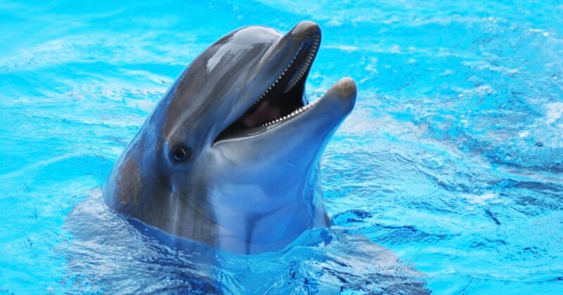 dolphin photo shoot lawsuit sea world resort