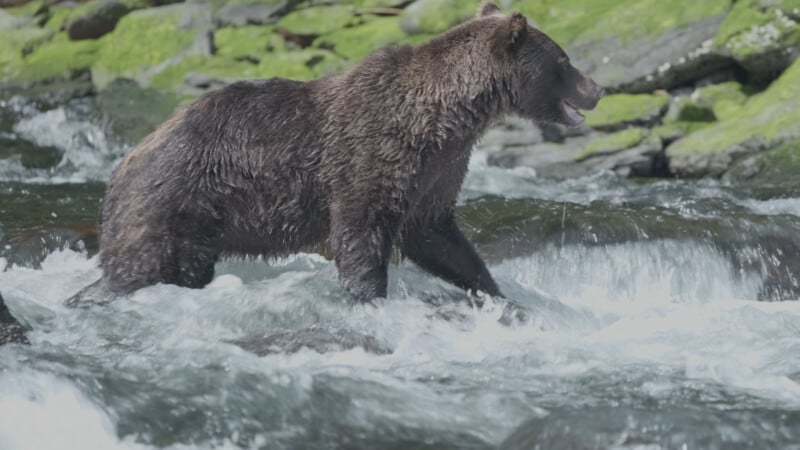 A brown bear walks through a rushing stream, water splashing around its legs, with moss-covered rocks visible in the background.