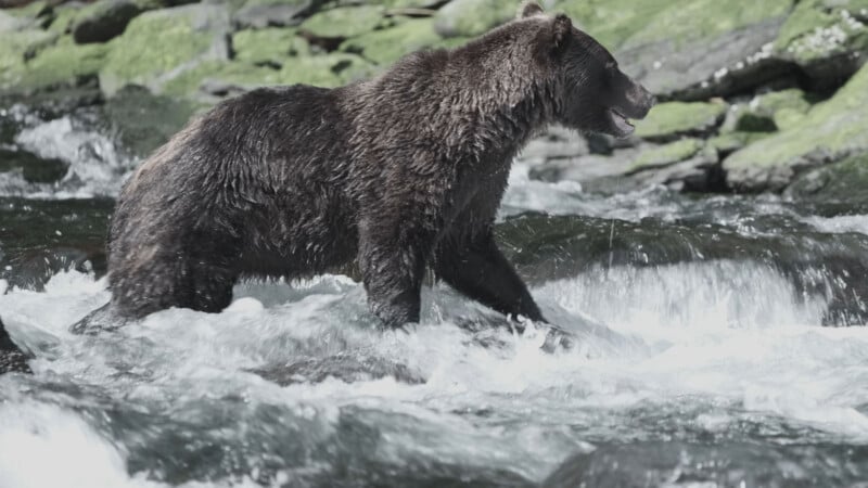 A large brown bear stands in a rushing river, surrounded by splashing water and moss-covered rocks in the background.
