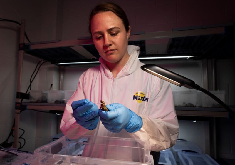 A scientist in a white lab coat and blue gloves examines a small amphibian under a lamp in a laboratory, with containers and shelves visible in the background.