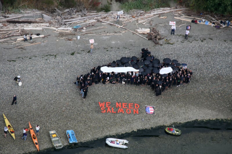 A group of people on a rocky shore hold black umbrellas arranged in the shape of an orca whale. In front, red letters on the ground spell "WE NEED SALMON." Several boats and signs are visible nearby.