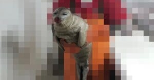 A young seal pup covered in wet fur is being gently held upright by someone wearing an orange suit. The background is pixelated and not clearly visible.