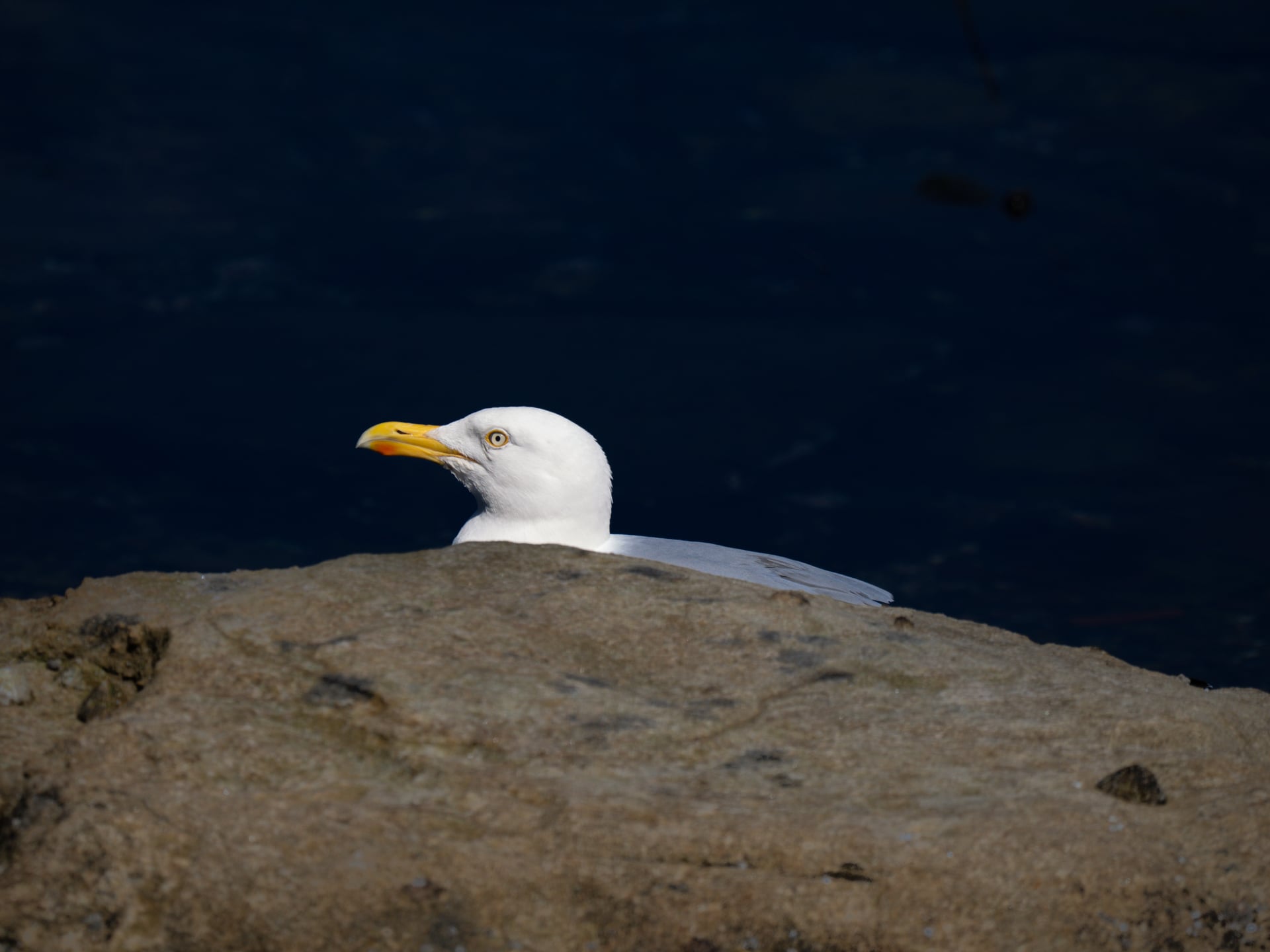 Una gaviota argéntea con pico amarillo y cabeza blanca está parcialmente escondida detrás de una gran roca, y solo su cabeza y cuello son visibles sobre un fondo oscuro y borroso.