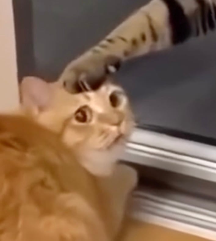 A ginger cat looks surprised as another cat’s paw touches its head near a window.