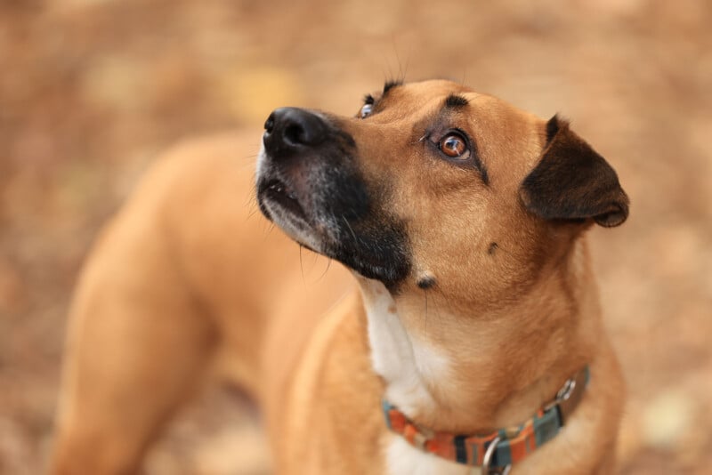 A brown dog with a white chest and dark muzzle looks up attentively. The dog is wearing a colorful collar, and the background is blurred with earthy tones, suggesting an outdoor setting.