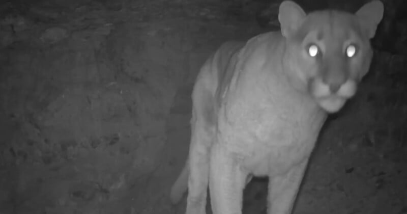 Un puma se para frente a una cámara de seguimiento por la noche, con sus ojos brillando en la oscuridad. El fondo es rocoso y poco iluminado.